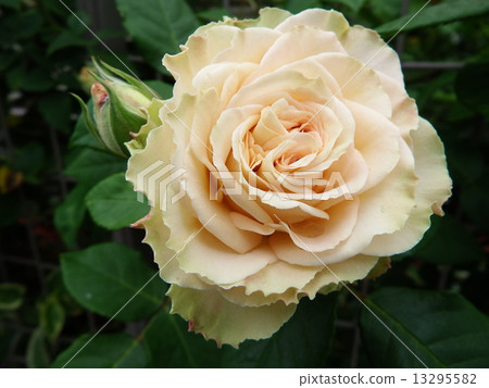 玫瑰花開花英語玫瑰。 13295582