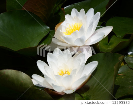 這純淨的白色睡蓮花雖然整潔但是漂亮。 13295583