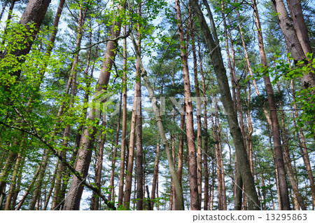 A pine forest 13295863