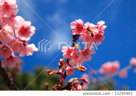 Cherry blossoms of Yaodake 13295901