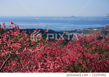 Cherry blossoms of Yaodake 13295902