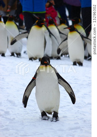 Penguin 13296302