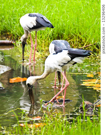 Open billed Stork bird, Anastomus oscitans in the water 13296406