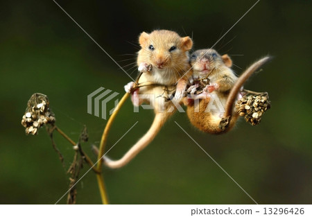 Dormouses sleeping 13296426