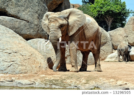 African elephant in natural environment. 13296505