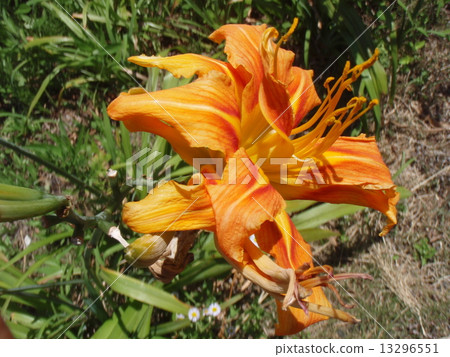 Licorice flower 13296551