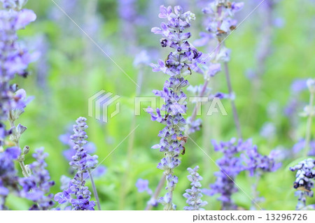 Blue Salvia (salvia farinacea) flowers blooming in the garden Blue Salvia (salvia farinacea) flowers blooming in the garden 13296726
