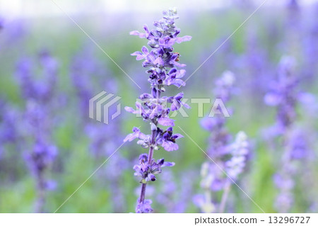 Blue Salvia (salvia farinacea) flowers blooming in the garden Blue Salvia (salvia farinacea) flowers blooming in the garden 13296727