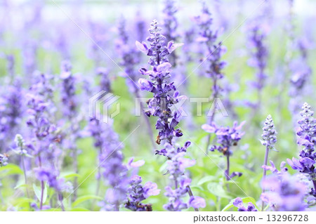 Blue Salvia (salvia farinacea) flowers blooming in the garden Blue Salvia (salvia farinacea) flowers blooming in the garden 13296728