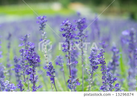 Beautiful Violet lavender flowers in the field 13296874