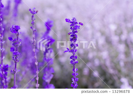 Beautiful Violet lavender flowers in the field 13296878