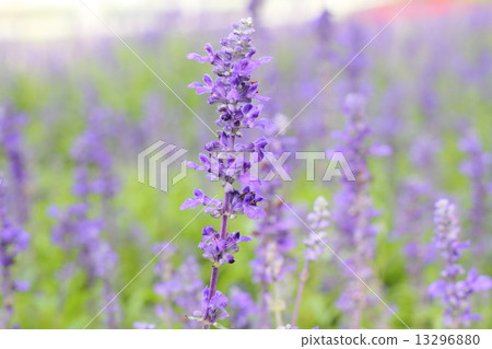Beautiful Violet lavender flowers in the field Beautiful Violet lavender flowers in the field 13296880