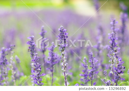 Beautiful Violet lavender flowers in the field - Stock Image Beautiful Violet lavender flowers in the field - Stock Image 13296892