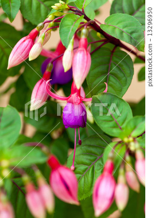 Fuchsia flower 13296950