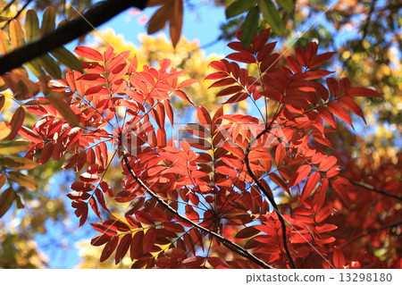 自然植物Hazenoki,顏色秋天森林與生動的紅顏色 自然植物Hazenoki,顏色秋天森林與生動的紅顏色 13298180