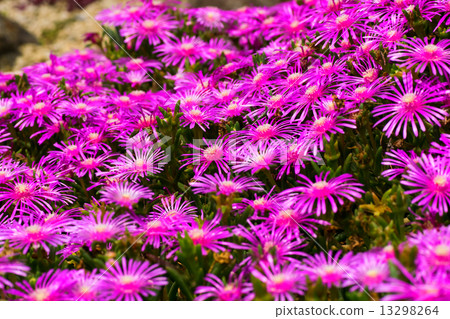 Delrosperma·Coopari，花Arashiyama，Cranea家庭，南非 13298264