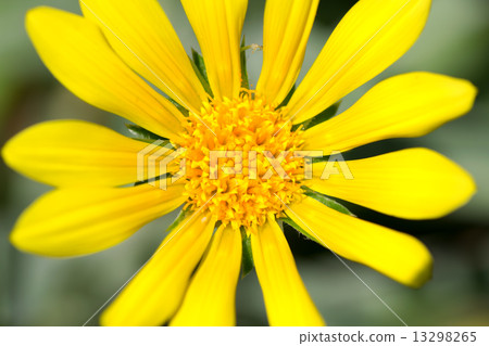 雜色菊·Regence ,,雜色菊·檸檬餡餅，飾品菊花，菊科，南非 13298265