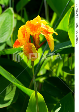 Canna Glauca，美人蕉家庭，南美洲中部 13298266