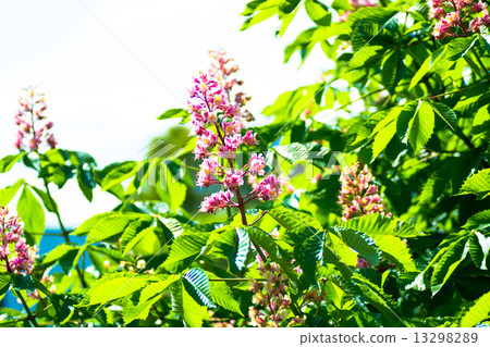 紅花栗子紅色花 13298289