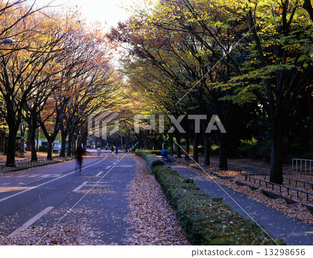 Komazawa Park in the late autumn Komazawa Park in the late autumn 13298656