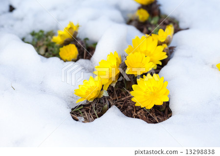 Fukushune在雪地裡盛開 13298838