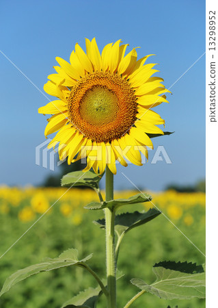 sunflower in field sunflower in field 13298952