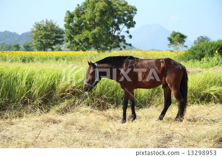 Horses grazing grass Horses grazing grass 13298953