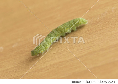 Caterpillar larva Caterpillar larva 13299024