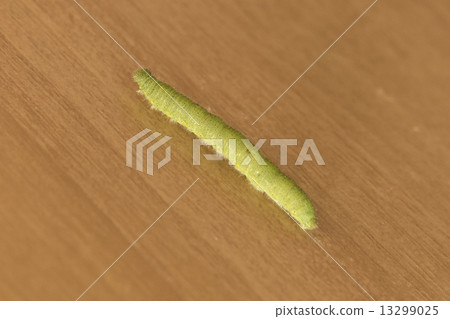 Caterpillar larva 13299025