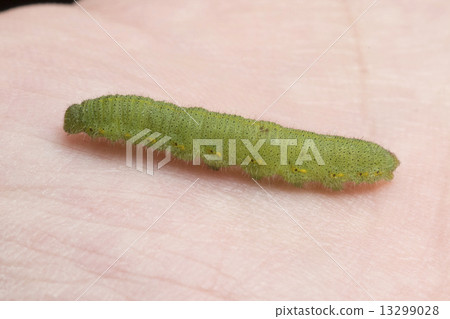 Caterpillar larva Caterpillar larva 13299028