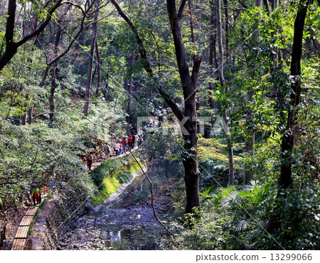 Todoroki Valley Todoroki Valley 13299066