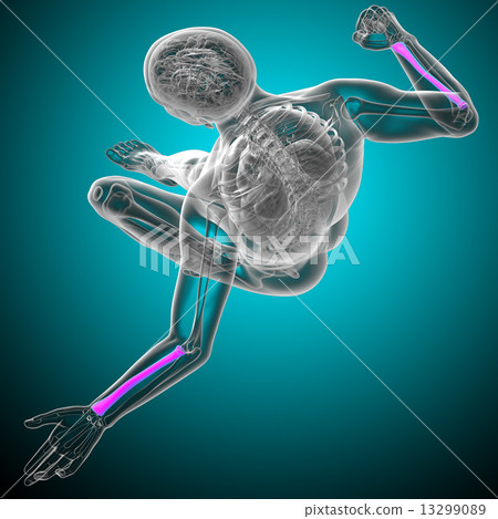 3d render medical illustration of the radius bone 13299089