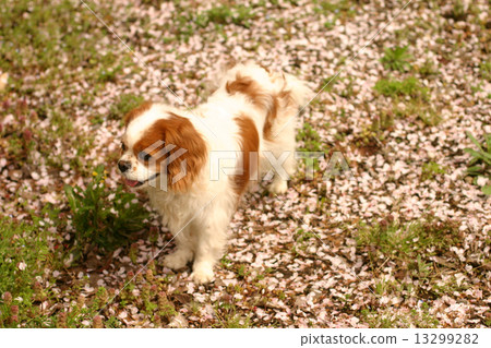 走在櫻花瓣的狗 走在櫻花瓣的狗 13299282