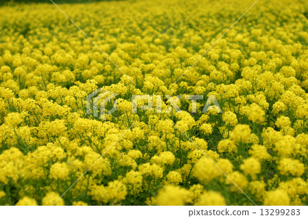 油菜田 油菜田 13299283