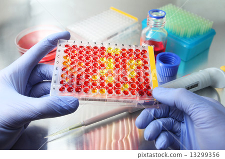 Scientist hands with gloves holding covered well plate with samples Scientist hands with gloves holding covered well plate with samples 13299356