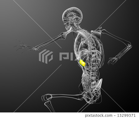 3d render medical illustration of the spleen 3d render medical illustration of the spleen 13299371