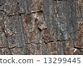 pattern on tree bark 13299445