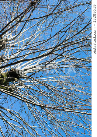 Persimmon tree Persimmon tree 13299519