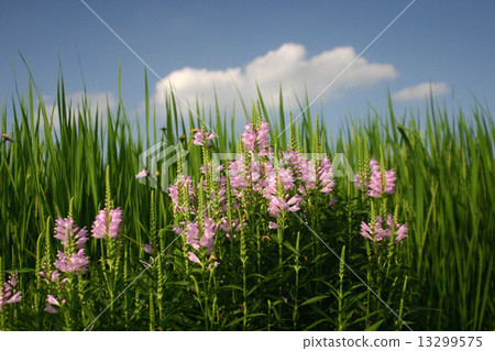 Blue sky and Kctrano no Blue sky and Kctrano no 13299575