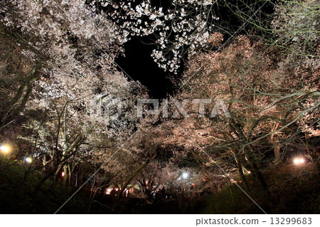 Cherry blossoms at Takati Castle Ruins Park at night Cherry blossoms at Takati Castle Ruins Park at night 13299683