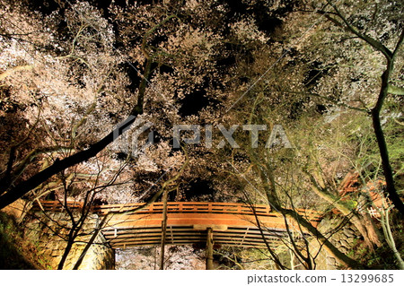 Cherry blossoms at Takati Castle Ruins Park at night 13299685