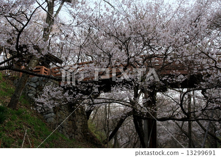 Cherry blossoms in Takato Castle Ruins Park 13299691