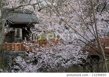 Cherry blossoms in Takato Castle Ruins Park 13299693
