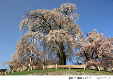 Cherry blossoms of Katsuma Yakushido 13299694