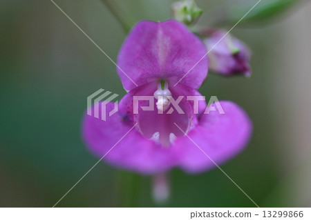 Thriphne Thriphne 13299866