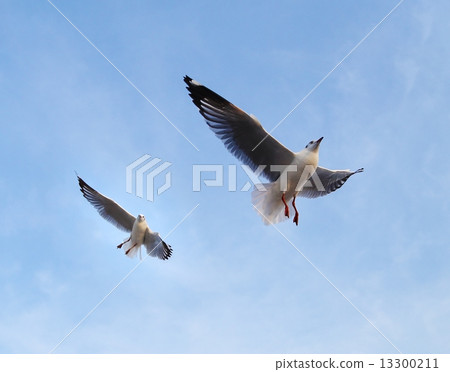 Seagull flying under the sky Seagull flying under the sky 13300211