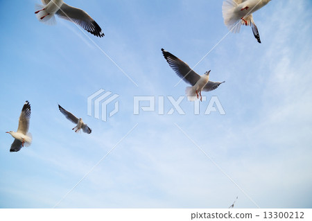 Seagull flying under the sky Seagull flying under the sky 13300212