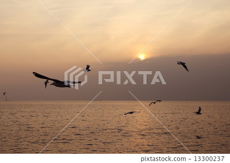 Seagull with sunset Seagull with sunset 13300237