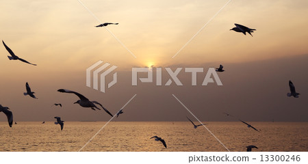 Seagull with sunset 13300246