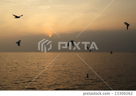 Seagull with sunset 13300262